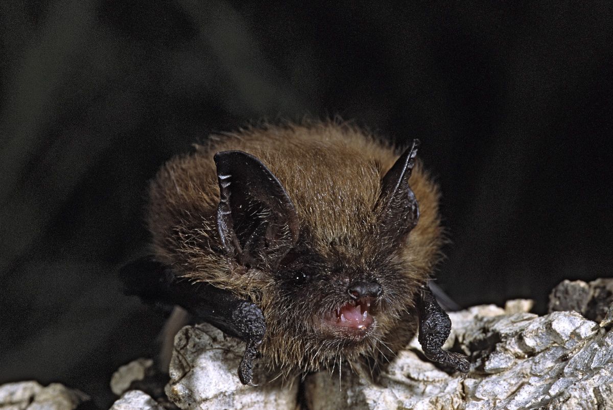 Bat Appreciation Day: California Myotis